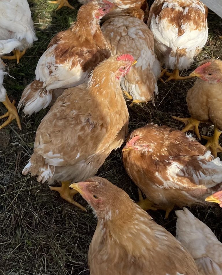 Rehullinen mielipiteeni – eli mitä ne meidän kanat syö?